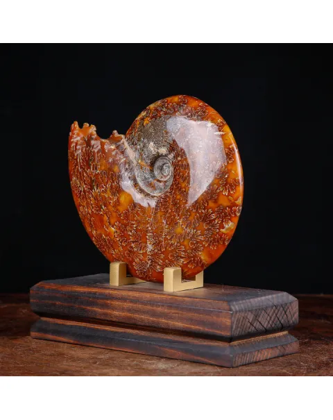 Ammonite su base decorativa in legno e ottone.