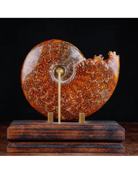 Ammonite su base decorativa in legno e ottone.