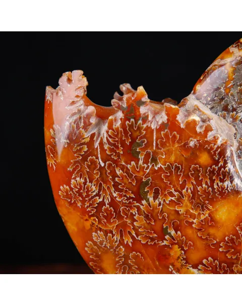 Ammonite su base decorativa in legno e ottone.