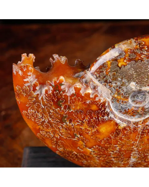 Ammonite su base decorativa in legno e ottone.
