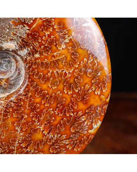 Ammonite su base decorativa in legno e ottone.