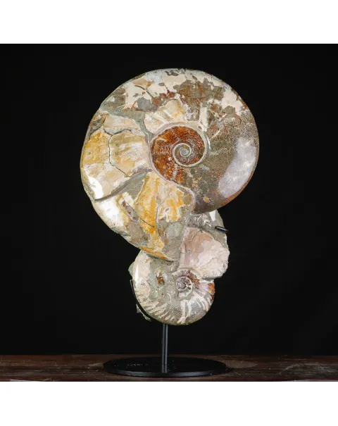 Ammoniti Fossili – Cleoniceras su Matrice Naturale.