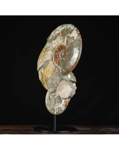 Ammoniti Fossili – Cleoniceras su Matrice Naturale.