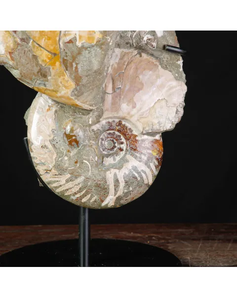 Ammoniti Fossili – Cleoniceras su Matrice Naturale.