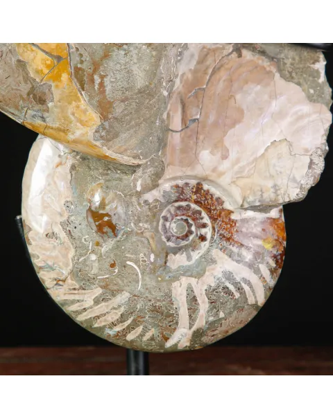 Ammoniti Fossili – Cleoniceras su Matrice Naturale.