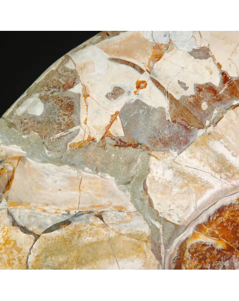 Ammoniti Fossili – Cleoniceras su Matrice Naturale.