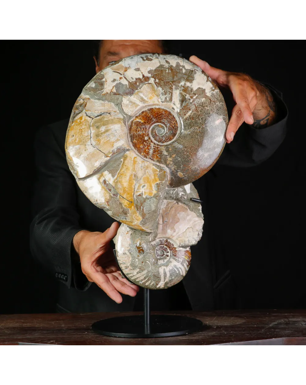Ammoniti Fossili – Cleoniceras su Matrice Naturale.