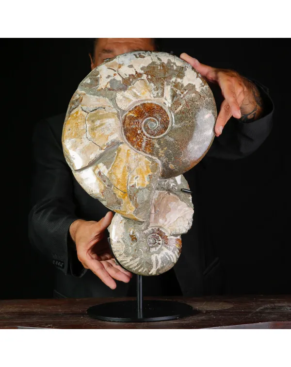 Ammoniti Fossili – Cleoniceras su Matrice Natura...
