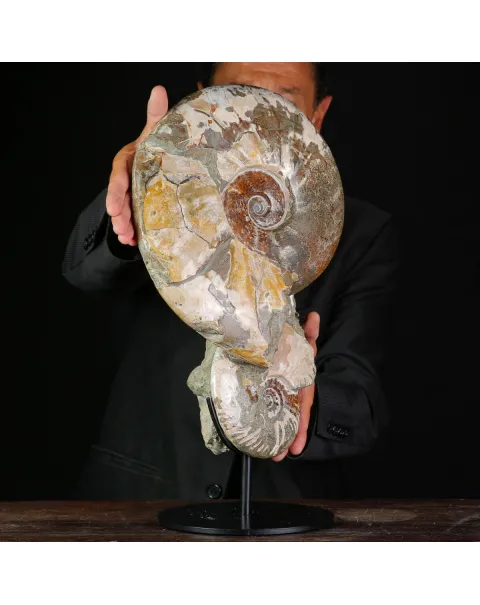 Ammoniti Fossili – Cleoniceras su Matrice Naturale.