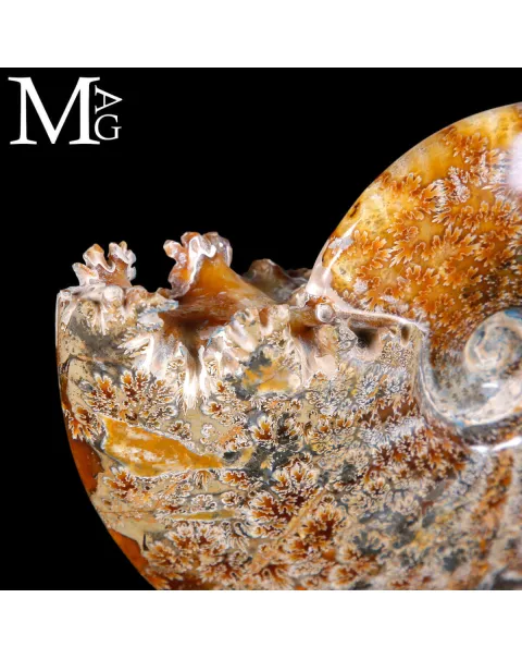 Cleoniceras Fossile – Un frammento di Oceano Antico