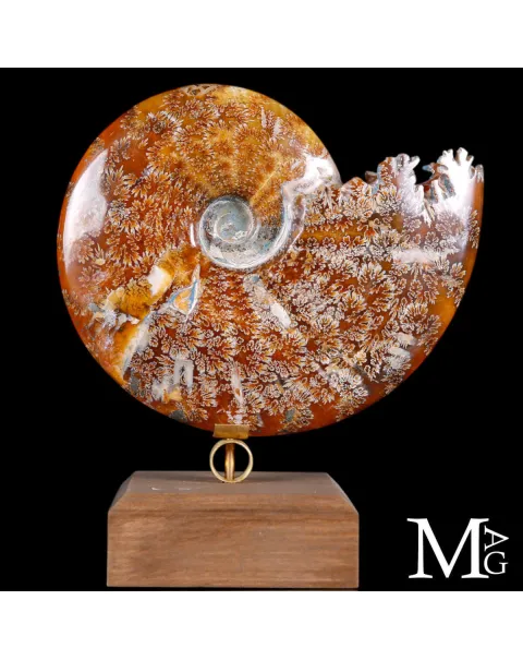 Cleoniceras Fossile – Un frammento di Oceano Antico