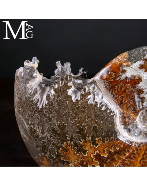 Cleoniceras Fossile – L’eco degli Abissi Perduti
