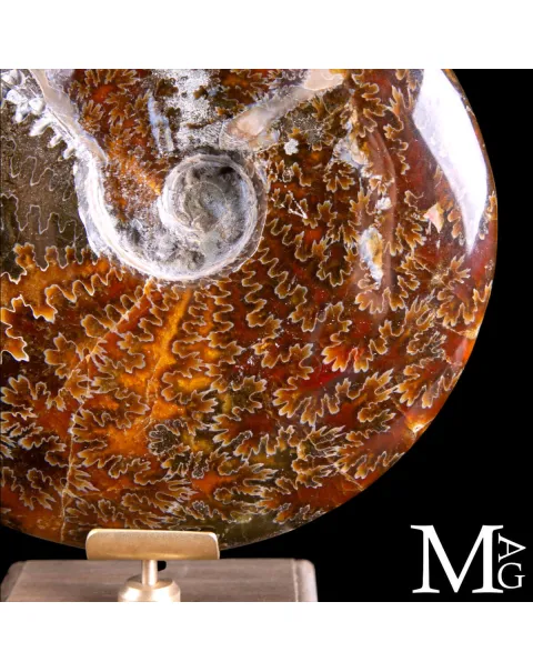 Cleoniceras Fossile – L’eco degli Abissi Perduti