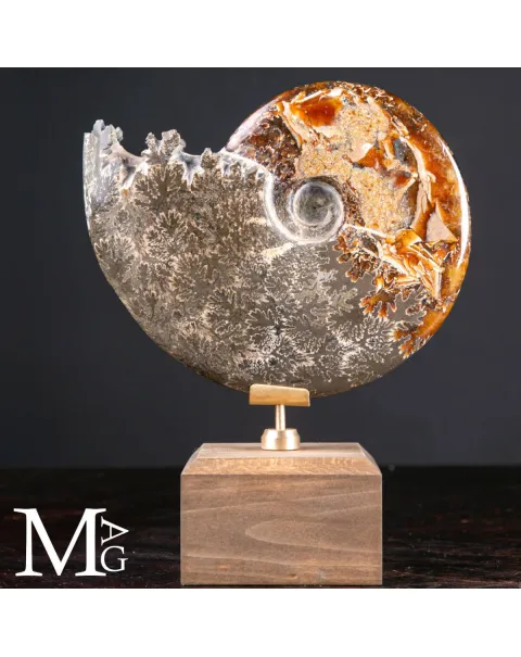 Cleoniceras Fossile – Mare Antico.