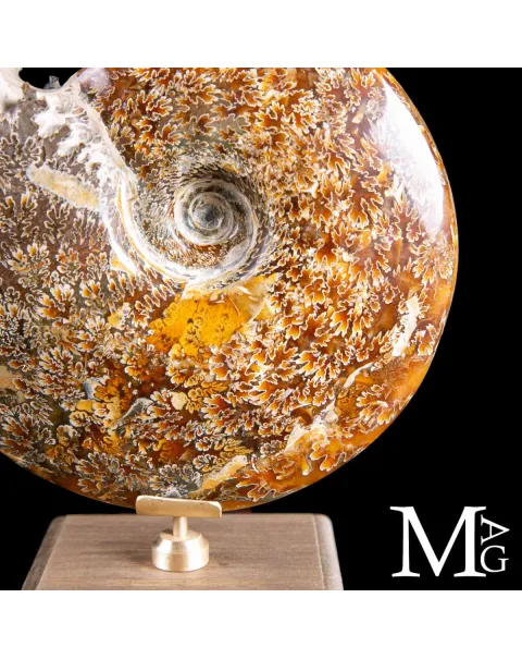 Cleoniceras Fossile – Viaggio tra Mare, Tempo e Design