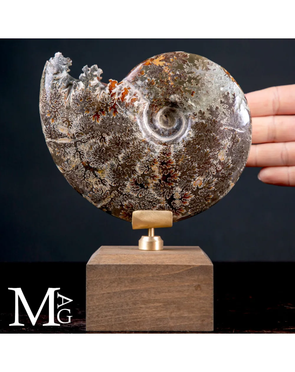 Cleoniceras Fossile – Cronaca di Meraviglia