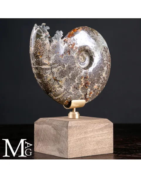 Cleoniceras Fossile – Cronaca di Meraviglia