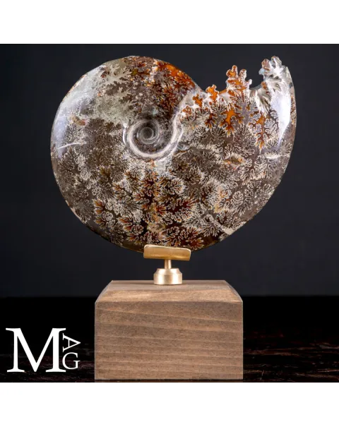 Cleoniceras Fossile – Cronaca di Meraviglia