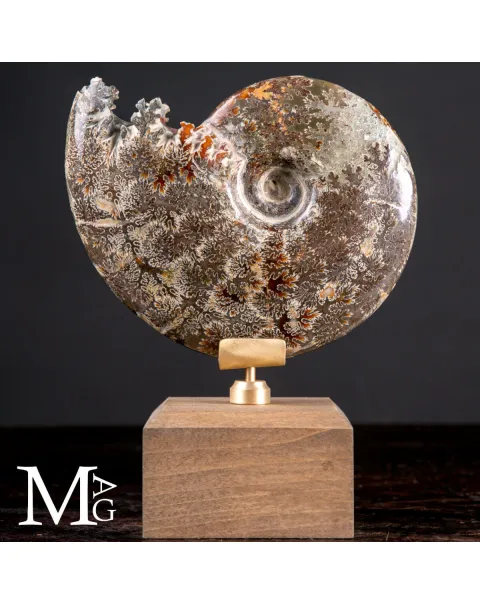 Cleoniceras Fossile – Cronaca di Meraviglia