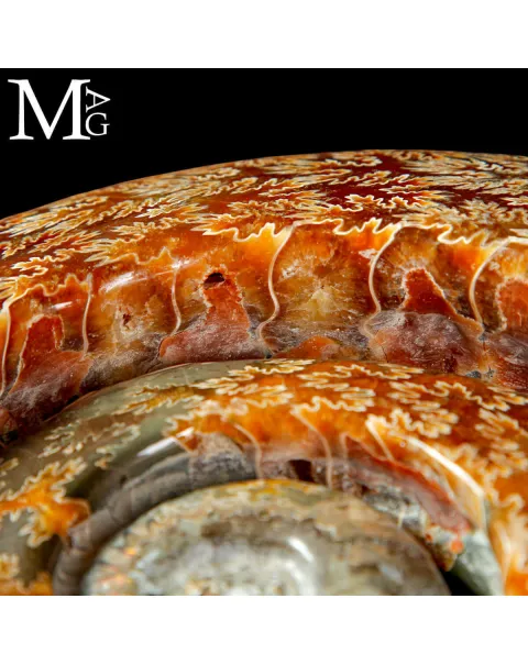 Ammonite Cleoniceras intagliata a spirale.