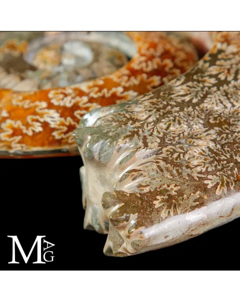 Ammonite Cleoniceras intagliata a spirale.