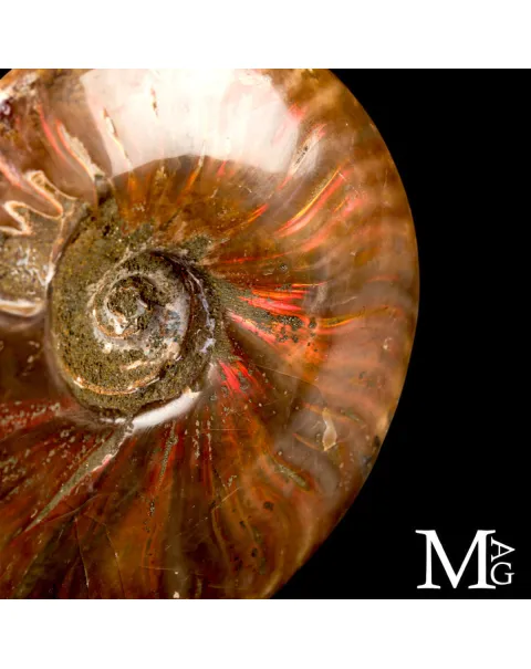 Ammonite fossile Cleoniceras – Rosso Iridescente