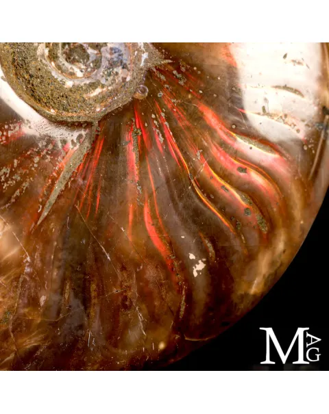 Ammonite fossile Cleoniceras – Rosso Iridescente