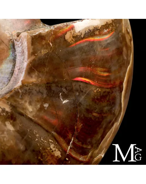 Ammonite Cleoniceras – Iridescenze Rosse