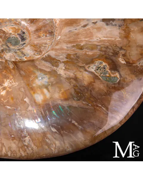 Ammonite Cleoniceras – Madreperlacea Naturale