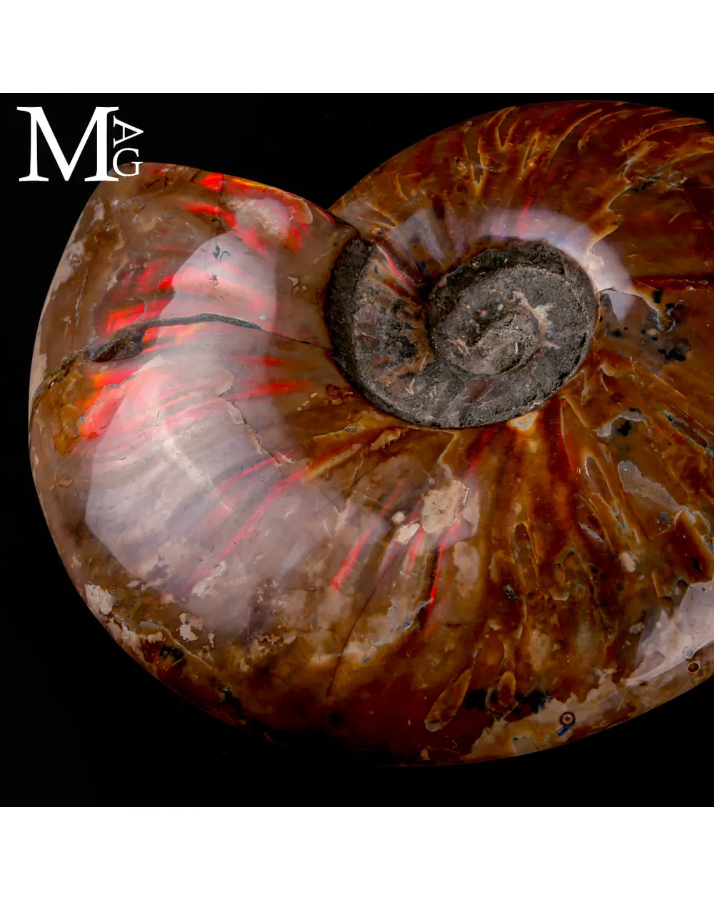Ammonite Cleoniceras –  Riflessi Rosso Opalescenti.
