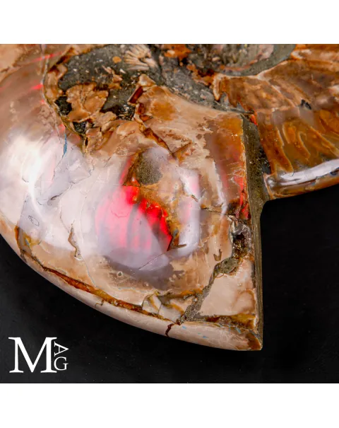 Ammonite Cleoniceras –  Riflessi Rosso Opalescenti.