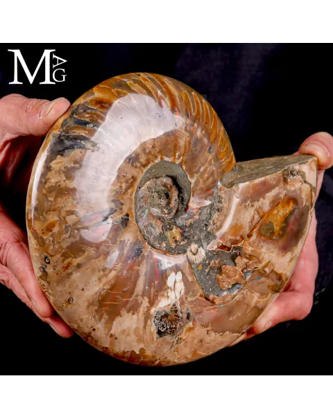 Ammonite Cleoniceras –  Riflessi Rosso Opalescenti.
