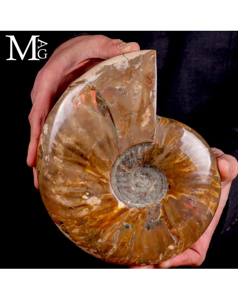 Ammonite Cleoniceras –  Riflessi Rosso Opalescenti.