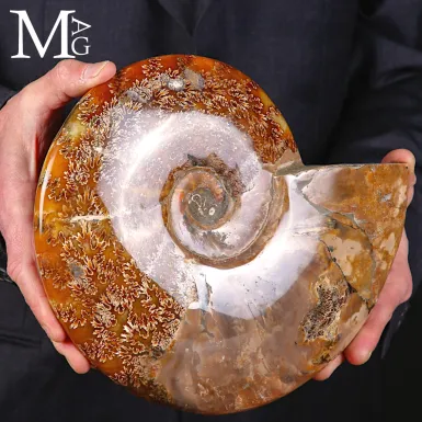 Ammonite Fossile Cleoniceras – Madreperla e Spiral...