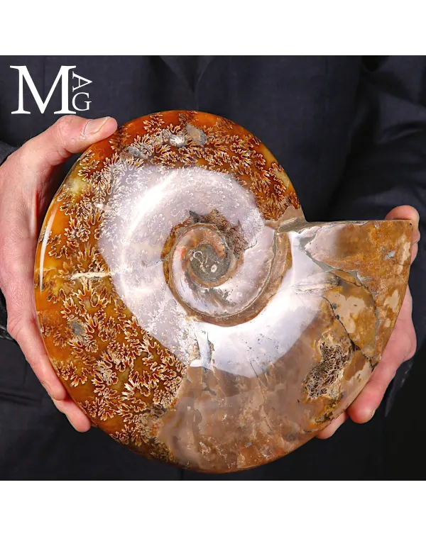 Ammonite Fossile Cleoniceras – Madreperla e Spir...