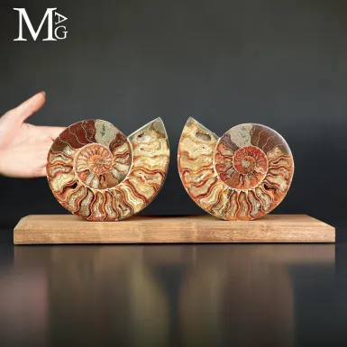 Cleoniceras – Memorie del Cretaceo