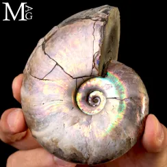 Ammoniti Desmoceras. (4)