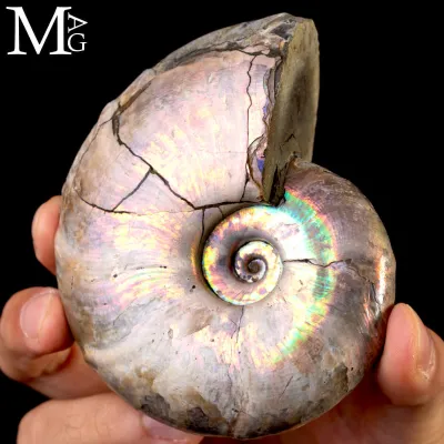 Ammonite Iridescente Desmoceras – Madagascar