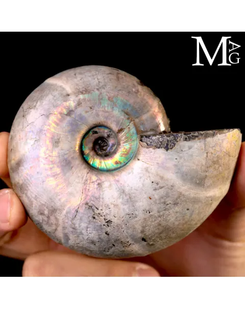 Ammonite Desmoceras - Arcobaleno.