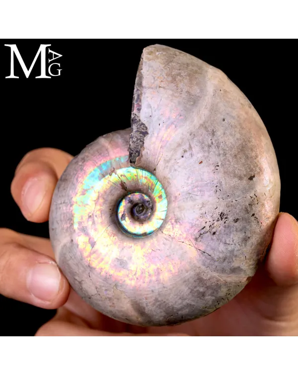 Ammonite Desmoceras - Arcobaleno.