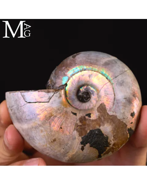Ammonite Desmoceras - Arcobaleno.