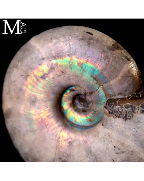 Ammonite Desmoceras - Arcobaleno.