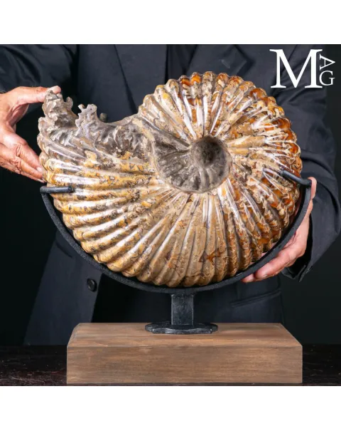 Douvilleiceras Mammillatum – Testimone del Cretaceo