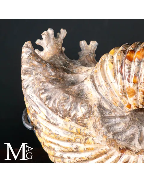 Douvilleiceras Mammillatum – Testimone del Cretaceo