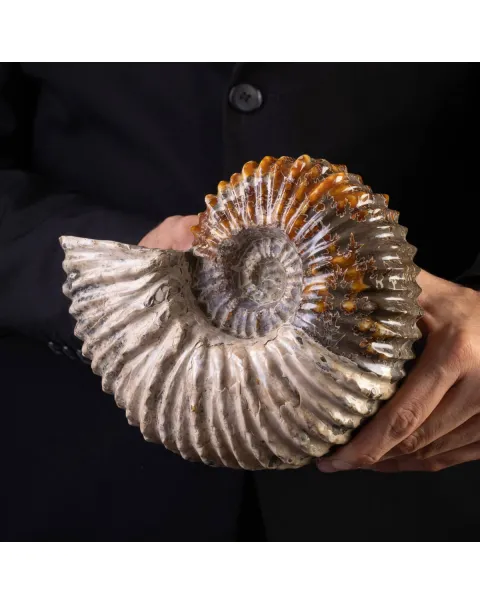 Douvilliceras: Ammonite Fossile del Cretaceo.