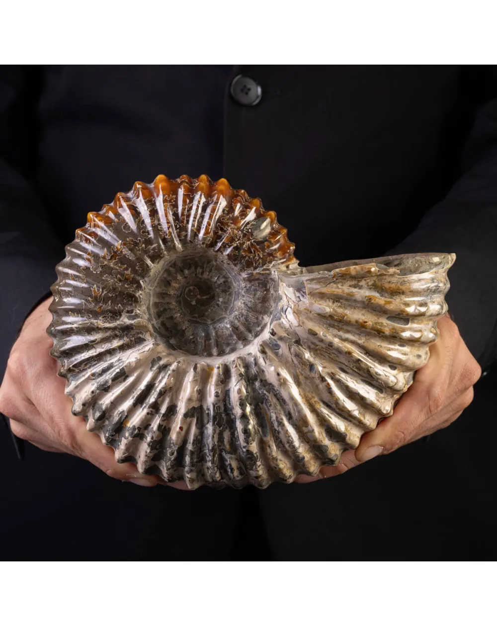 Douvilliceras: Ammonite Fossile del Cretaceo.