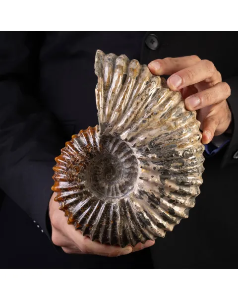 Douvilliceras: Ammonite Fossile del Cretaceo.