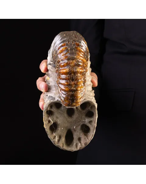 Douvilliceras: Ammonite Fossile del Cretaceo.