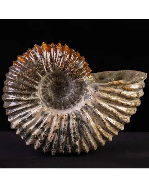 Douvilliceras: Ammonite Fossile del Cretaceo.
