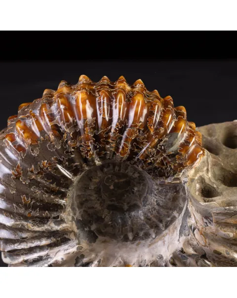 Douvilliceras: Ammonite Fossile del Cretaceo.